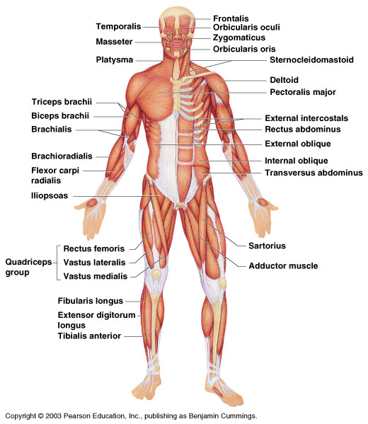 Answer.Key.Chapter.6.The.Muscular.System