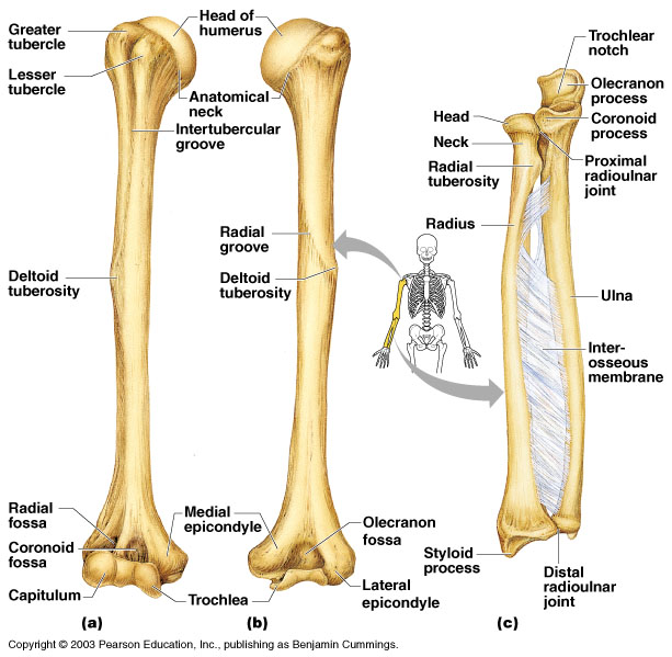 forearm anatomy diagram skeletal system
